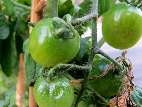 Temps de Flors 2021. El Pont del Dimoni