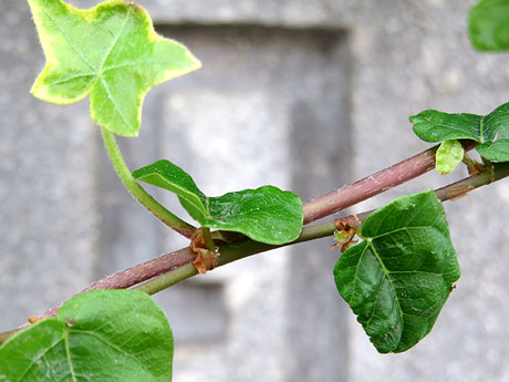 Temps de Flors 2021. Font de Moss&egrave;n Cinto