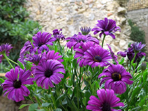 Temps de Flors 2021. Els jardins dels Alemanys