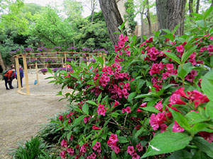 Temps de Flors 2021. Els jardins dels Alemanys