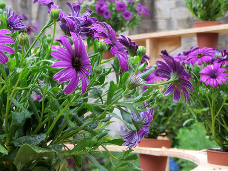 Temps de Flors 2021. Els jardins dels Alemanys