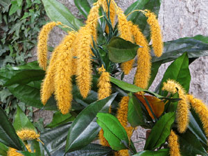 Temps de Flors 2021. Els Jardins de la Francesa