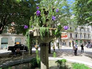 Temps de Flors 2021. Brollador de la pla&ccedil;a Marqu&egrave;s de Camps