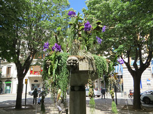Temps de Flors 2021. Brollador de la pla&ccedil;a Marqu&egrave;s de Camps