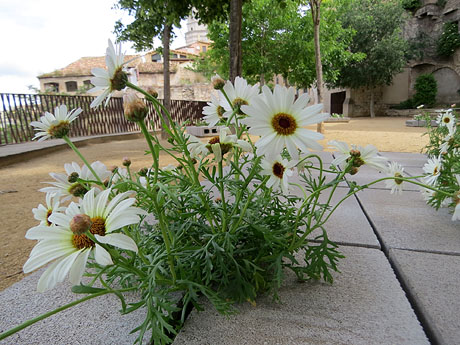 Temps de Flors 2021. El mirador del carrer de les Dones