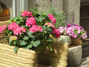 Temps de Flors 2021. Carrer Nou del Teatre