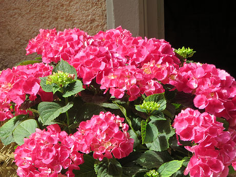 Temps de Flors 2021. Carrer Nou del Teatre
