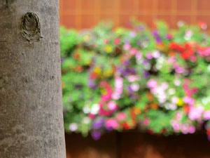 Temps de Flors 2021. La pla&ccedil;a del Pallol