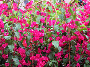 Temps de Flors 2021. La pla&ccedil;a dels Jurats