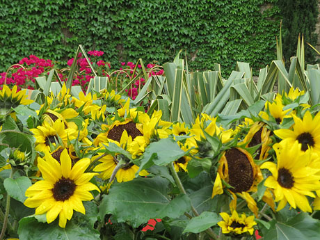 Temps de Flors 2021. La pla&ccedil;a dels Jurats