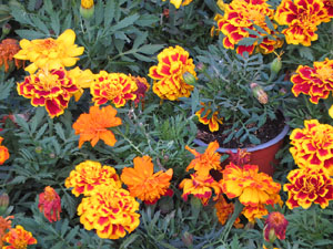 Temps de Flors 2021. Pujada de la Rectoria de Sant Feliu