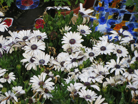 Temps de Flors 2021. Pujada de la Rectoria de Sant Feliu