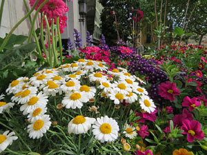 Temps de Flors 2021. Carrer de Santa Clara