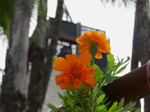 Temps de Flors 2021. Pla&ccedil;a de Santa Susanna del Mercadal