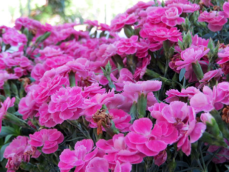 Temps de Flors 2022. Avinguda Ramon Folch