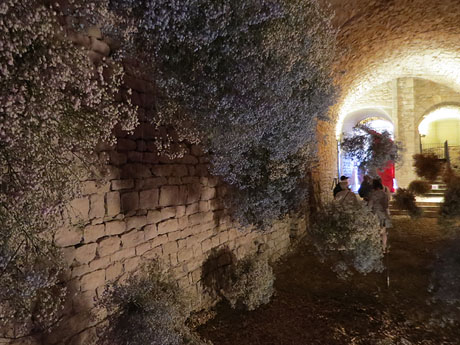 Temps de Flors 2022. Soterranis de la Catedral