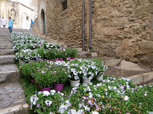 Temps de Flors 2022. Pujada de la Catedral - Escales de la Pera