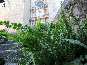 Temps de Flors 2022. Bas&iacute;lica de Sant Feliu. Escalinata principal