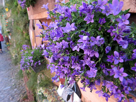 Temps de Flors 2022. Carrer Ferran el cat&ograve;lic - Paret