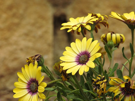 Temps de Flors 2022. Jard&iacute; de Torre Gironella