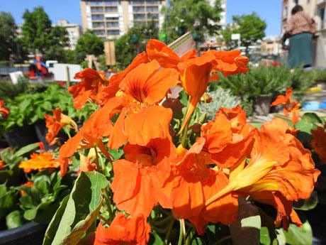 Temps de Flors 2022. Jard&iacute; de la Inf&agrave;ncia