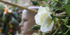 Jardins de la Francesa