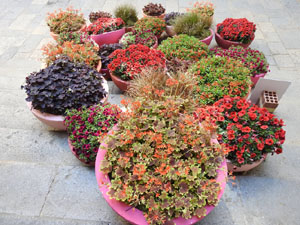 Temps de Flors 2022. Esgl&eacute;sia del Sagrat Cor