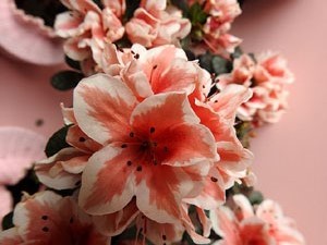 Temps de Flors 2022. Capella de Sant Crist&ograve;fol