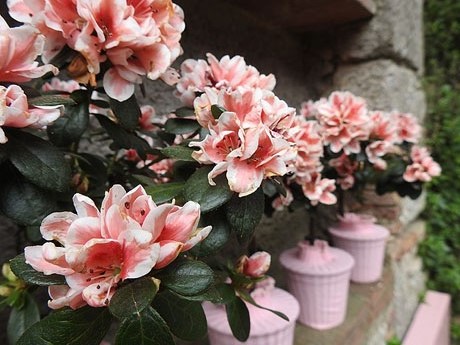 Temps de Flors 2022. Capella de Sant Crist&ograve;fol