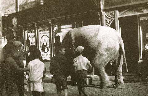 Elefant procedent del Circo Hip&oacute;dromo Pinder circ circulant pel carrer dels Ciutadans de Girona. En segon terme, el colmado Gelabert. 1925