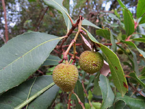 El Jard&iacute; de la Jueva