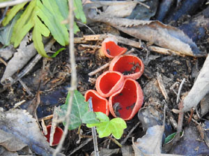 El Jard&iacute; de la Jueva