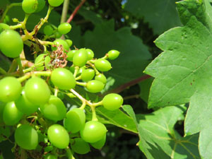 El Jard&iacute; de la Jueva