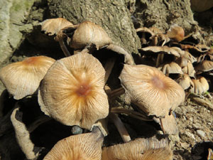 El Passeig Arqueol&ograve;gic. Observacions naturalistes
