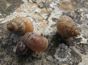 El Passeig Arqueol&ograve;gic. Observacions naturalistes