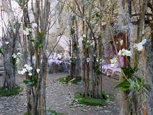 Temps de Flors 2023. Jardins dels Alemanys