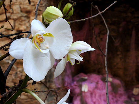 Temps de Flors 2023. Jardins dels Alemanys