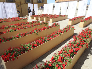 Temps de Flors 2023. Pla&ccedil;a dels Ap&ograve;stolsl'esdeveniment