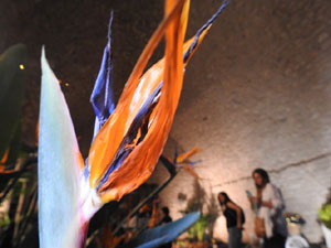 Temps de Flors 2023. Soterranis de la Catedral