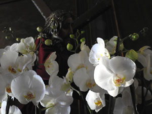 Temps de Flors 2023. Esgl&eacute;sia dels Dolorsl'esdeveniment