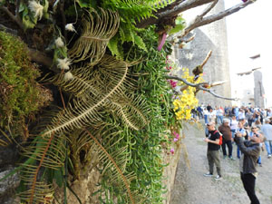 Temps de Flors 2023. Carrer Ferran el cat&ograve;lic - paret