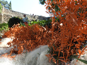 Temps de Flors 2023. Jardins de la Francesal'esdeveniment