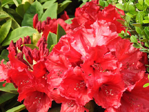 Temps de Flors 2023. Pla&ccedil;a dels Jurats