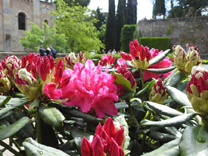 Temps de Flors 2023. Pla&ccedil;a dels Jurats