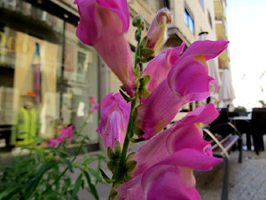 Temps de Flors 2023. Making of de l'esdeveniment
