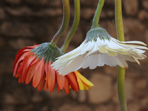 Temps de Flors 2023. Jard&iacute; del Museu d'Art