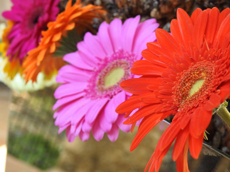 Temps de Flors 2023. Jard&iacute; del Museu d'Art