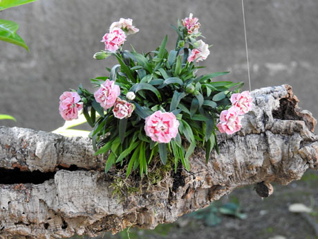 Temps de Flors 2023. Passeig Arqueol&ograve;gic - davant Banys &Agrave;rabs
