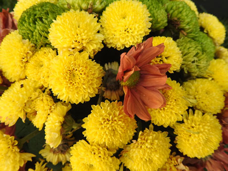 Temps de Flors 2023. Escales de la Mare de D&eacute;u de la Pera