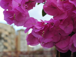 Temps de Flors 2023. Pont de Sant Agust&iacute;l'esdeveniment